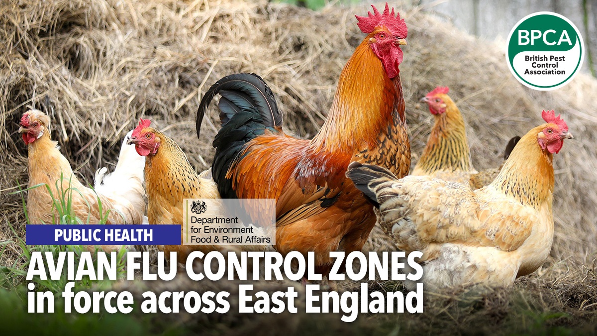avianflueastengland avianflueastengland
